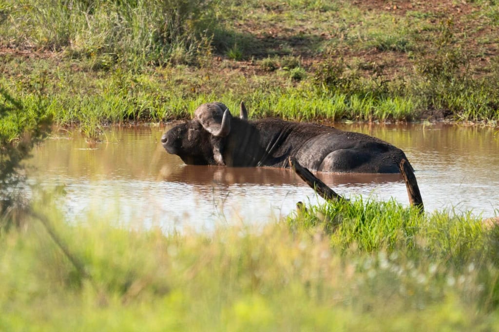 Büffel liegt zur Hälfte im Teich, umgeben von grünem Gras.