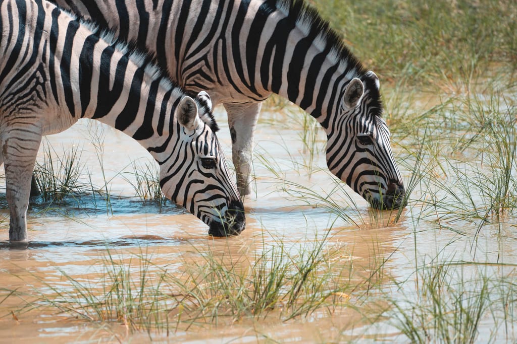 Zwei pferdeartige Tiere mit gestreiftem Fell trinken aus einer flachen Wasserstelle zwischen Schilf.