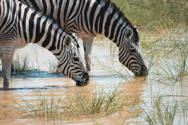 Zwei pferdeartige Tiere mit gestreiftem Fell trinken aus einer flachen Wasserstelle zwischen Schilf.