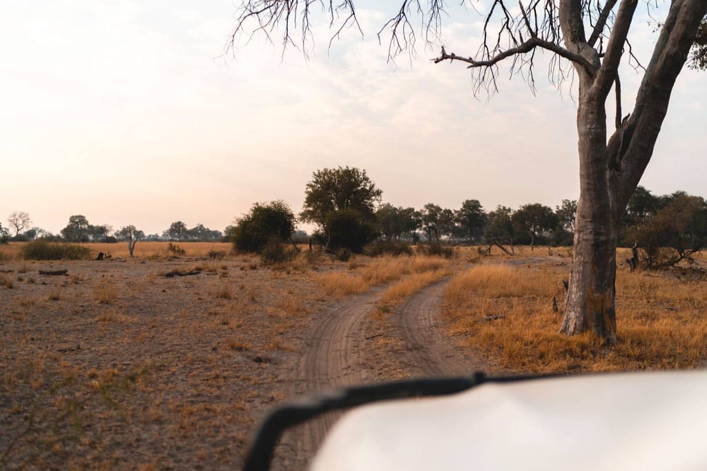 Früh morgens im Nkasa Rupara Nationalpark – die ersten Sonnenstrahlen tauchen die Landschaft in goldenes Licht, während frische Tierspuren auf der Sandpiste von nächtlichen Wanderungen zeugen. Ein Safari-Abenteuer beginnt.