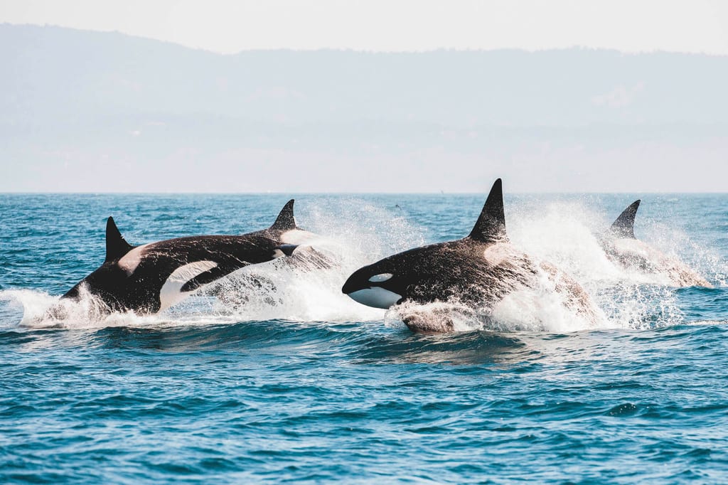 Orcas vor Vancouver Island