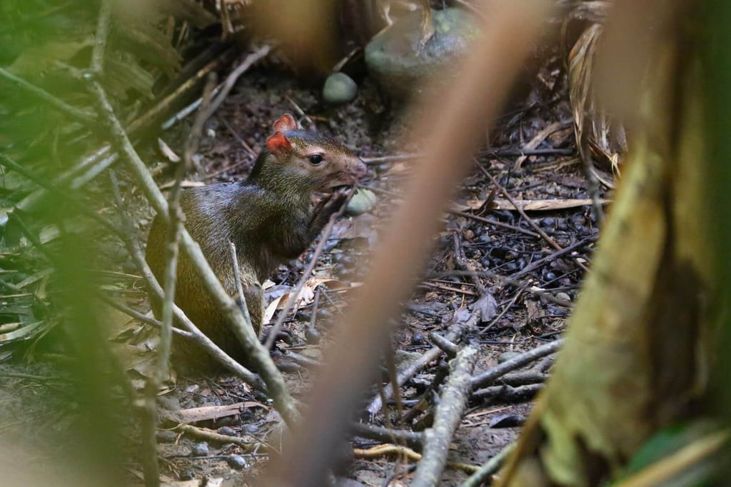 Kleines Nagetier sitzt im Unterholz und knabbert an Futter, Aufnahme durch Vegetation verdeckt.