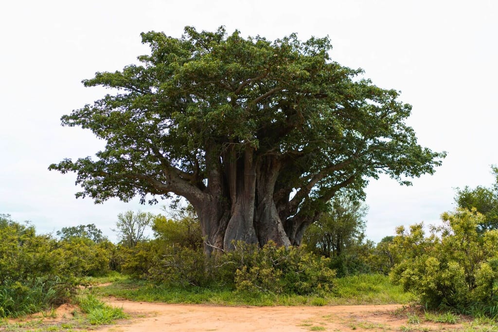 Massiver knorriger Baum mit breiter Krone in offener Buschlandschaft, sandiger Pfad im Vordergrund.