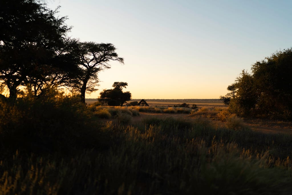 Savannenlandschaft mit Akazienbäumen und hohem Gras in warmem Licht der Goldenen Stunde.