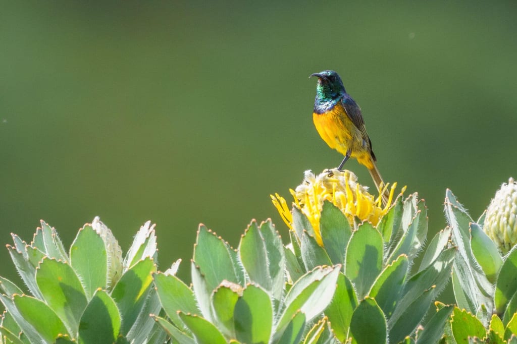 Farbig gefiederter Singvogel auf gelber Blüte vor grünem, unscharfem Hintergrund