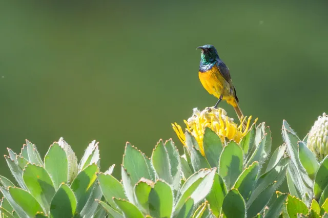 Farbig gefiederter Singvogel auf gelber Blüte vor grünem, unscharfem Hintergrund