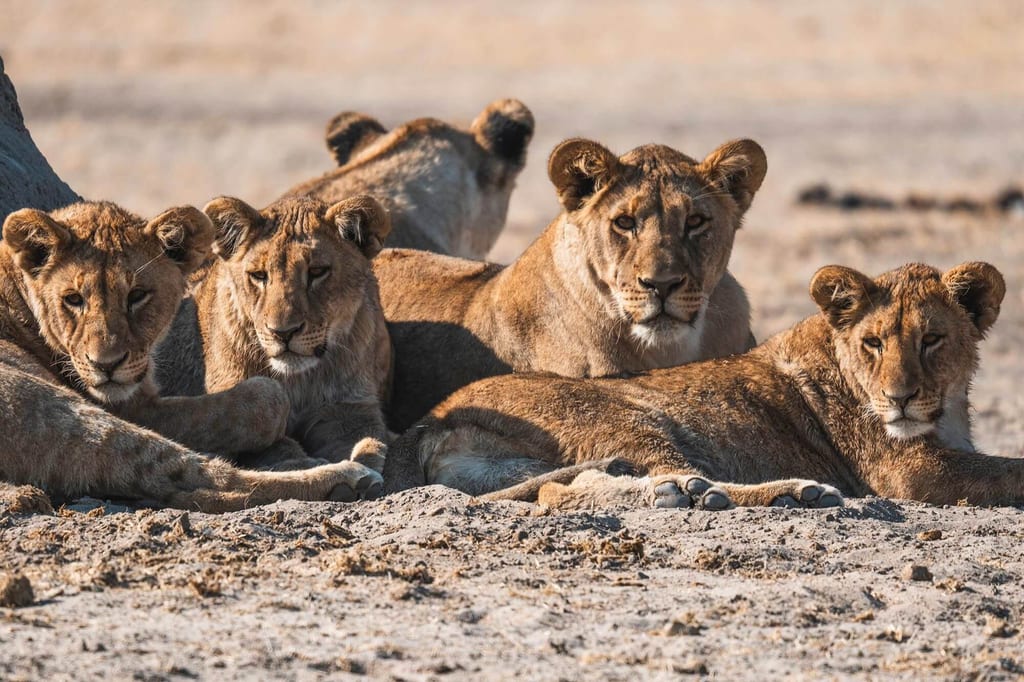 Löwen während einer Safari auf einer Namibia Rundreise