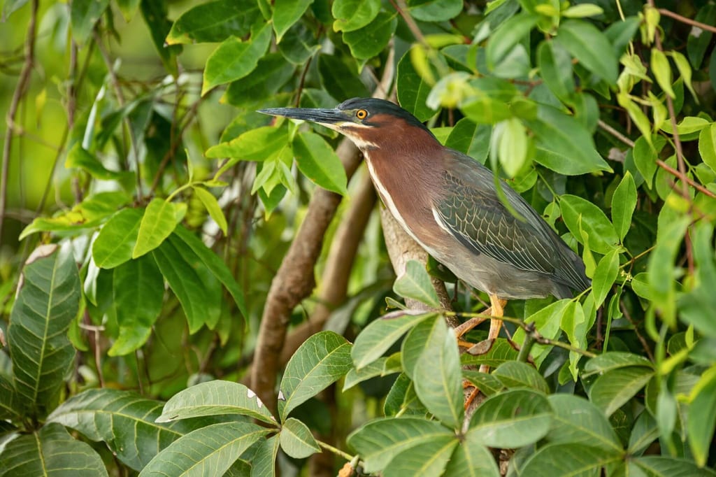 Ein einzelner Vogel sitzt seitlich im dichten grünen Laub, scharf und gut beleuchtet.