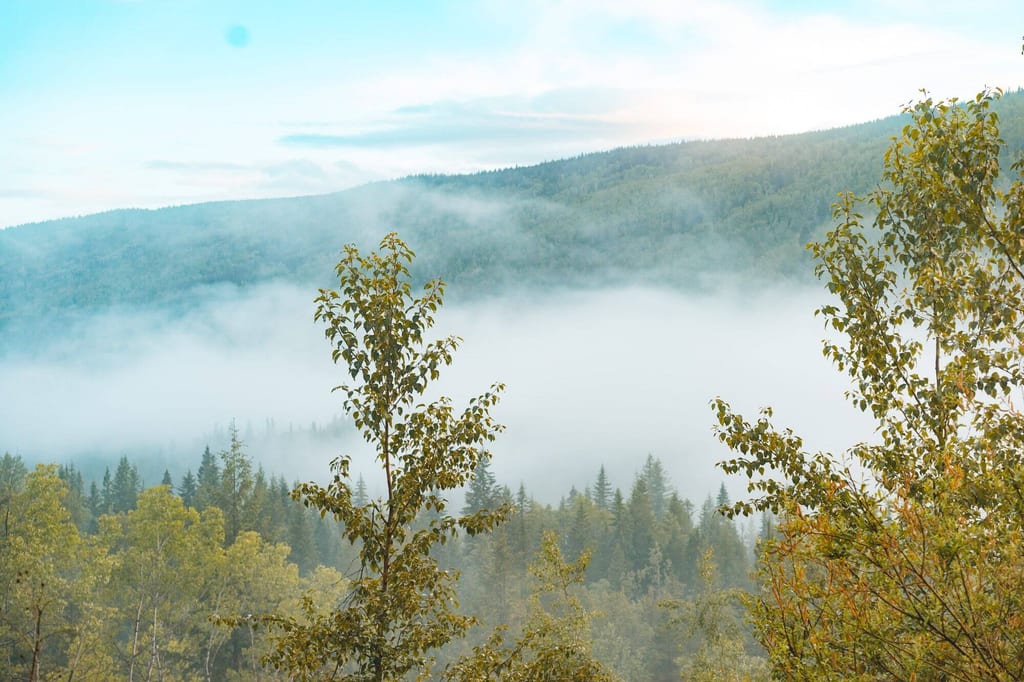 Nebel zieht durch ein Waldtal mit bewaldeten Hügeln, diffusem Morgenlicht und ruhiger Stimmung.