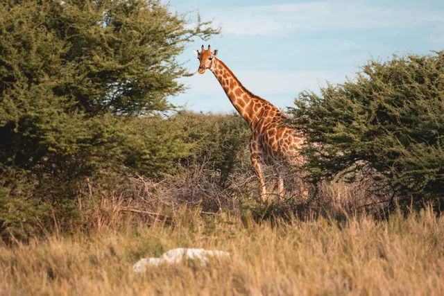 Einzelne Giraffe steht zwischen Akazienbüschen im warmen Nachmittagslicht.