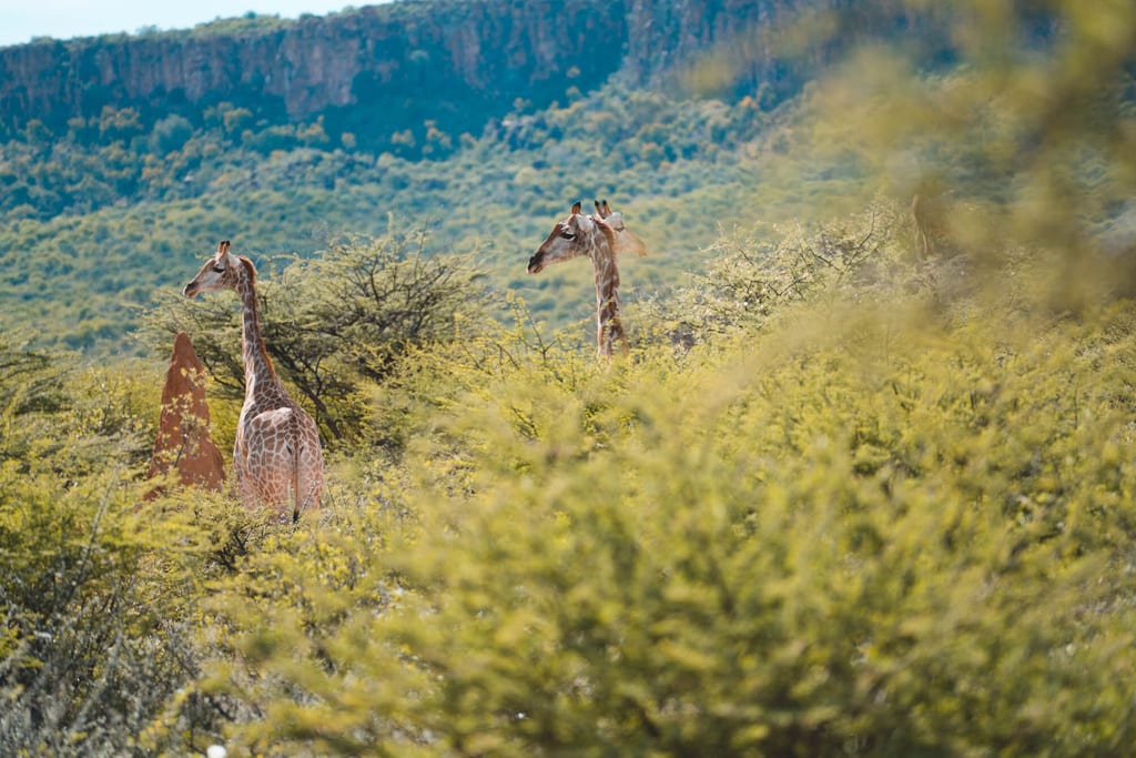 Giraffen zwischen den Bäumen am Waterberg Namibia