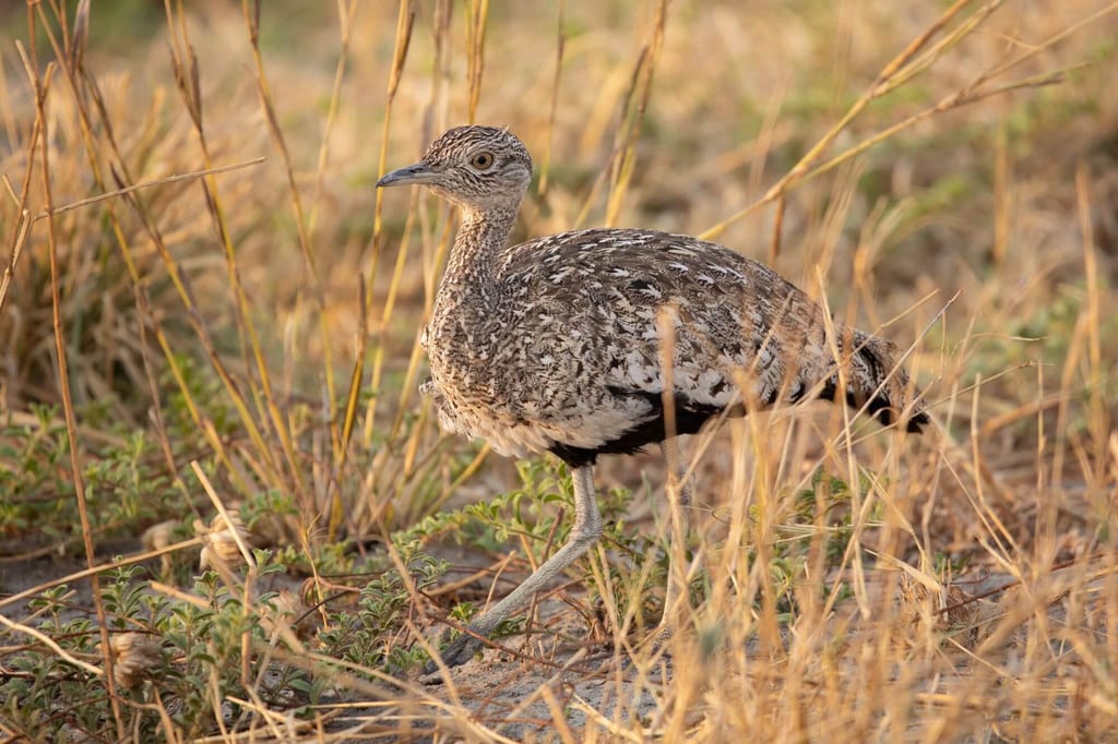 Trappenartiger, laufender Vogel im trockenen Gras der Savanne im warmen Abendlicht.