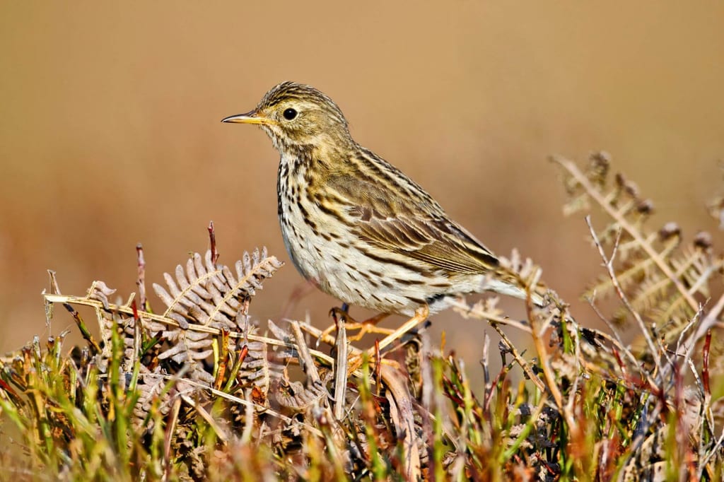 Ein Wiesenpieper steht im niedrigen Gras zwischen getrockneten Farnblättern im warmen Licht.