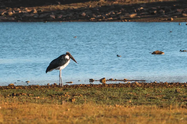 Marabu steht am Ufer eines Sees im warmen Seitenlicht, Enten schwimmen im Hintergrund.