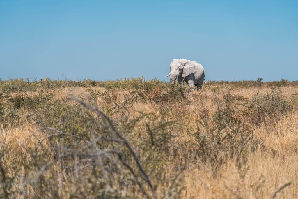 Ein Elefant auf der Suche nach Wasser in einer riesigen Landschaft