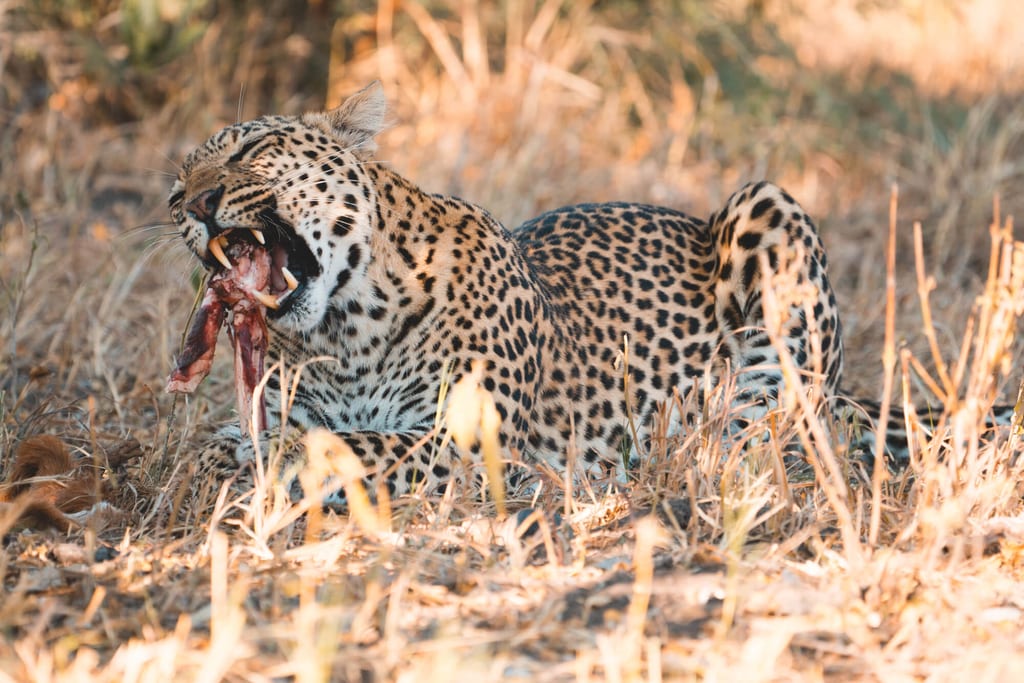 Leopard auf einer Safari in Botswana