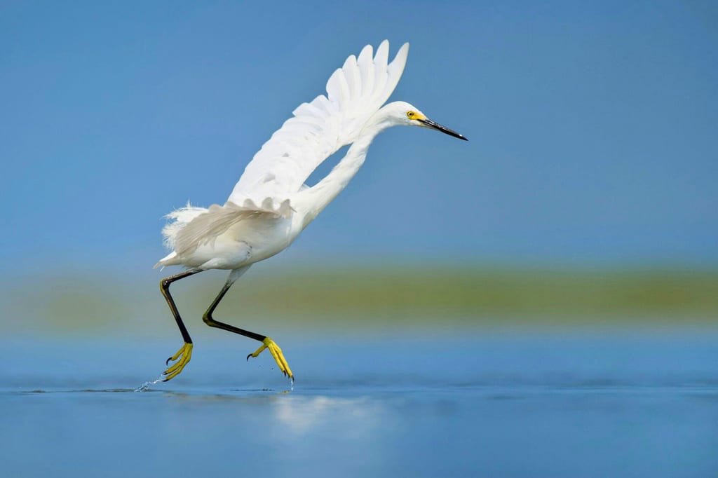 Schmuckreiher mit ausgebreiteten Flügeln läuft über flaches Wasser, gelbe Füße sichtbar.