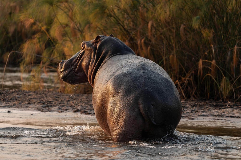Nilpferd watet aus dem Fluss ans schilfbewachsene Ufer im warmen Abendlicht im Caprivi-Streifen, Namibia.