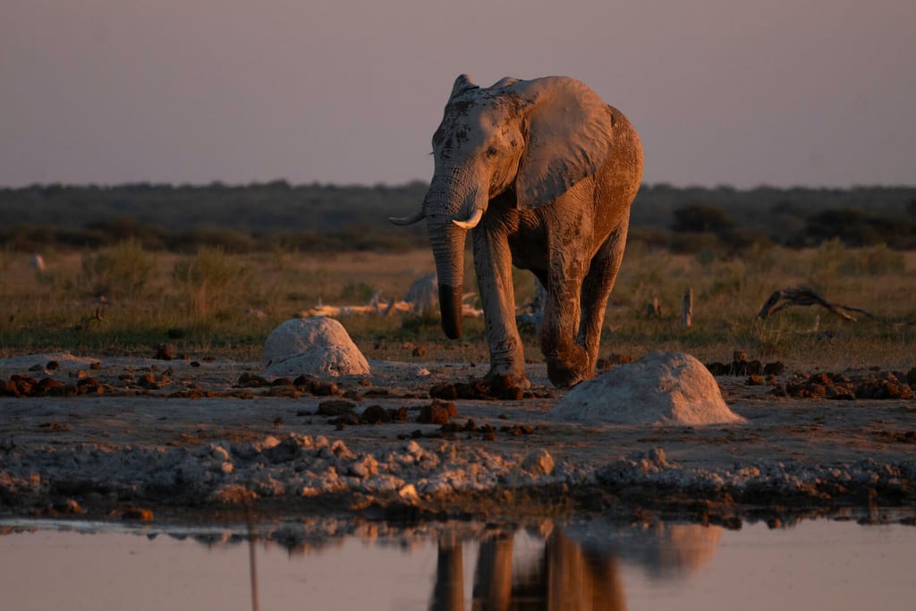 Großes säugetier an Wasserloch im warmen Licht der Dämmerung im Nxai Pan National Park, Botswana