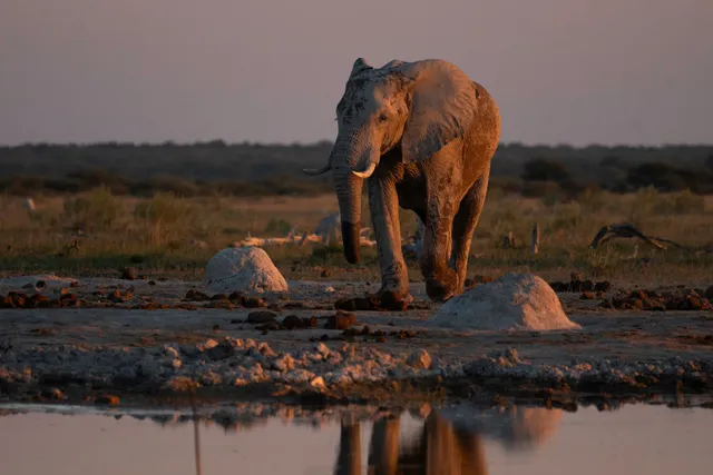 Großes säugetier an Wasserloch im warmen Licht der Dämmerung im Nxai Pan National Park, Botswana