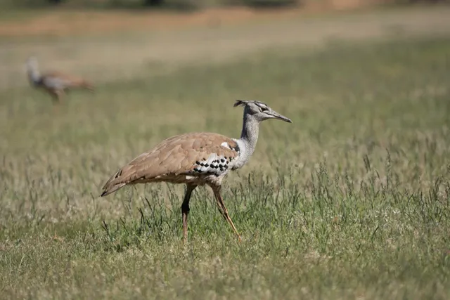Großer bodenbewohnender Vogel geht seitlich durch offenes Grasland, ein zweites Tier unscharf im Hintergrund.