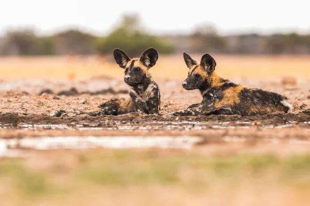 Zwei Wildhunde liegen auf feuchtem Boden in der Savanne, bodennahe Aufnahme, warmes Tageslicht.