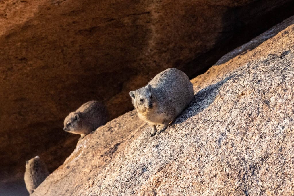 Die kleinen Klippschliefer kannst du häufig auf den Felsen der Spitzkoppe beobachten