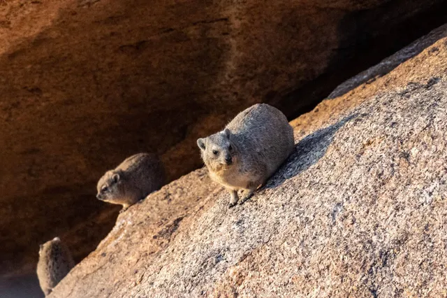 Die kleinen Klippschliefer kannst du häufig auf den Felsen der Spitzkoppe beobachten