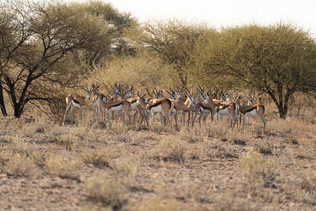 Eine Gruppe Springböcke steht im Busch in der Central Kalahari