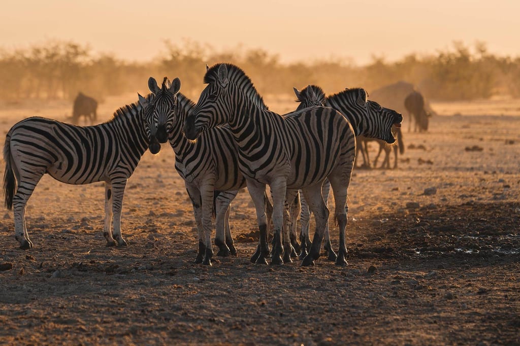 Es sind zahlreiche Zebras und Gnus am Wasserloch