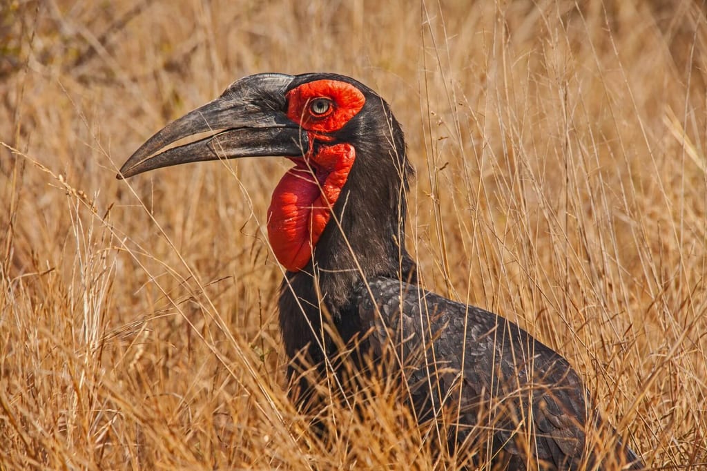 Seitliche Nahaufnahme eines schwarzen Vogels mit roter Gesichtshaut im trockenen Gras.