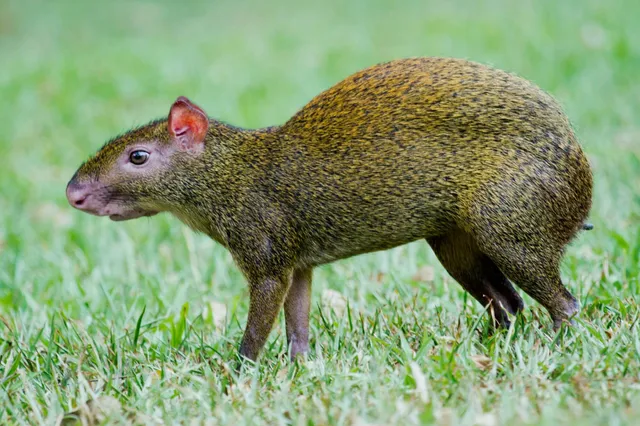 Agutis im Seitenprofil auf kurz geschnittenem Gras, Tageslicht, ruhige Stimmung.
