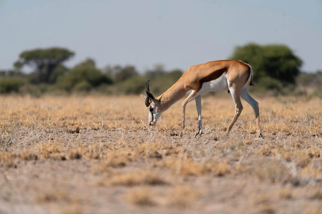 Antilope grast allein im trockenen Grasland bei grellem Sonnenlicht