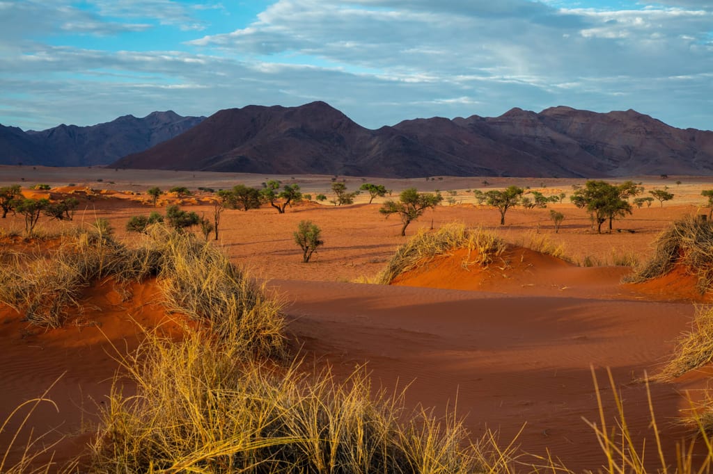Rote Sanddünen mit trockenem Gras und vereinzelten Bäumen vor dunklen Bergen unter bewölktem Himmel.