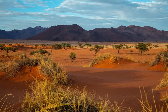 Rote Sanddünen mit trockenem Gras und vereinzelten Bäumen vor dunklen Bergen unter bewölktem Himmel.