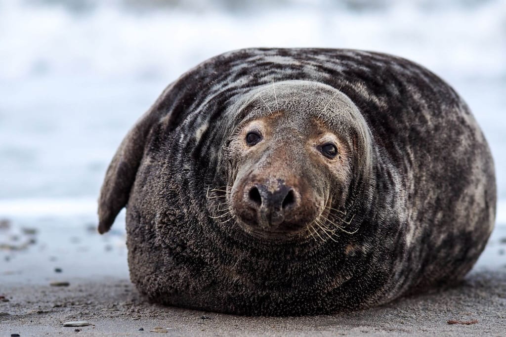 Nahaufnahme einer Kegelrobbe, die am sandigen Strand liegt und frontal in die Kamera blickt.
