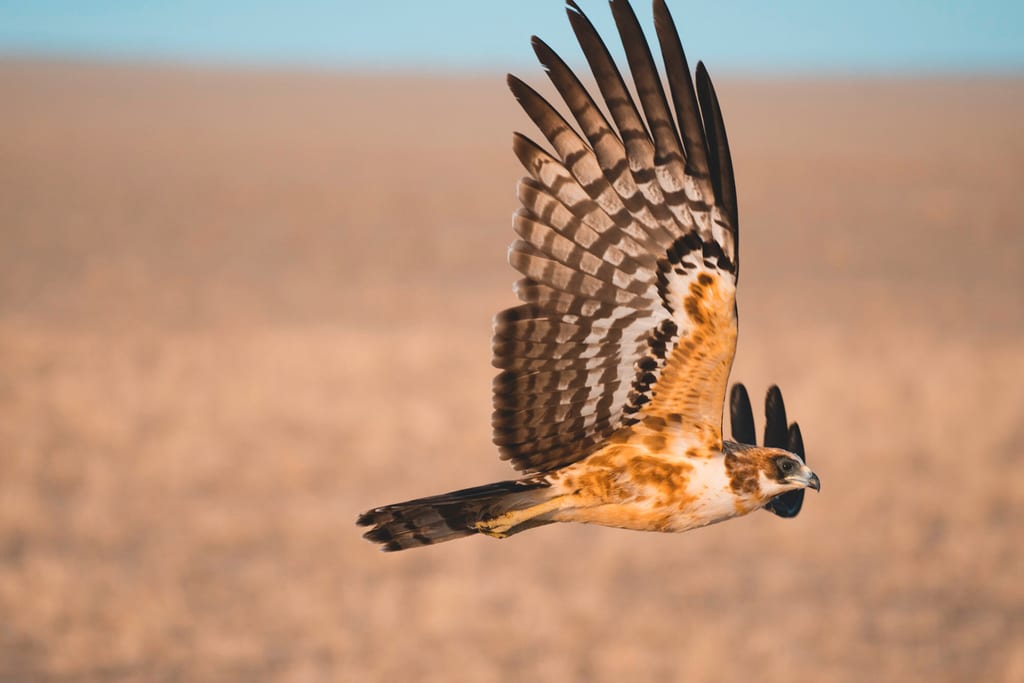 Greifvogel im Seitenprofil mit ausgebreiteten Flügeln, warmes seitliches Licht