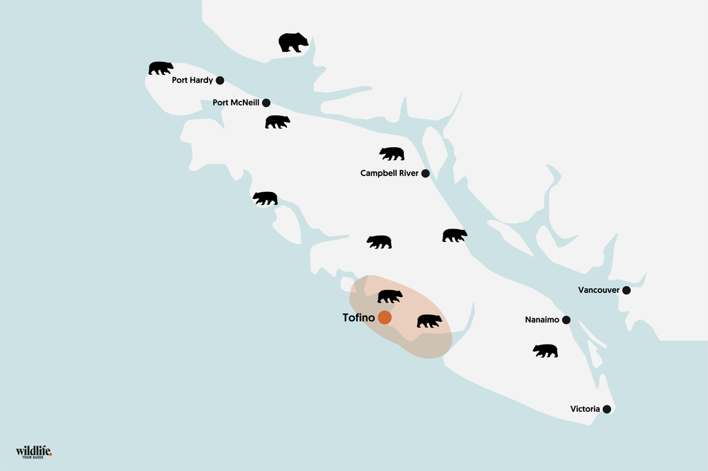 Bärenbeobachtung auf Vancouver Island in Tofino