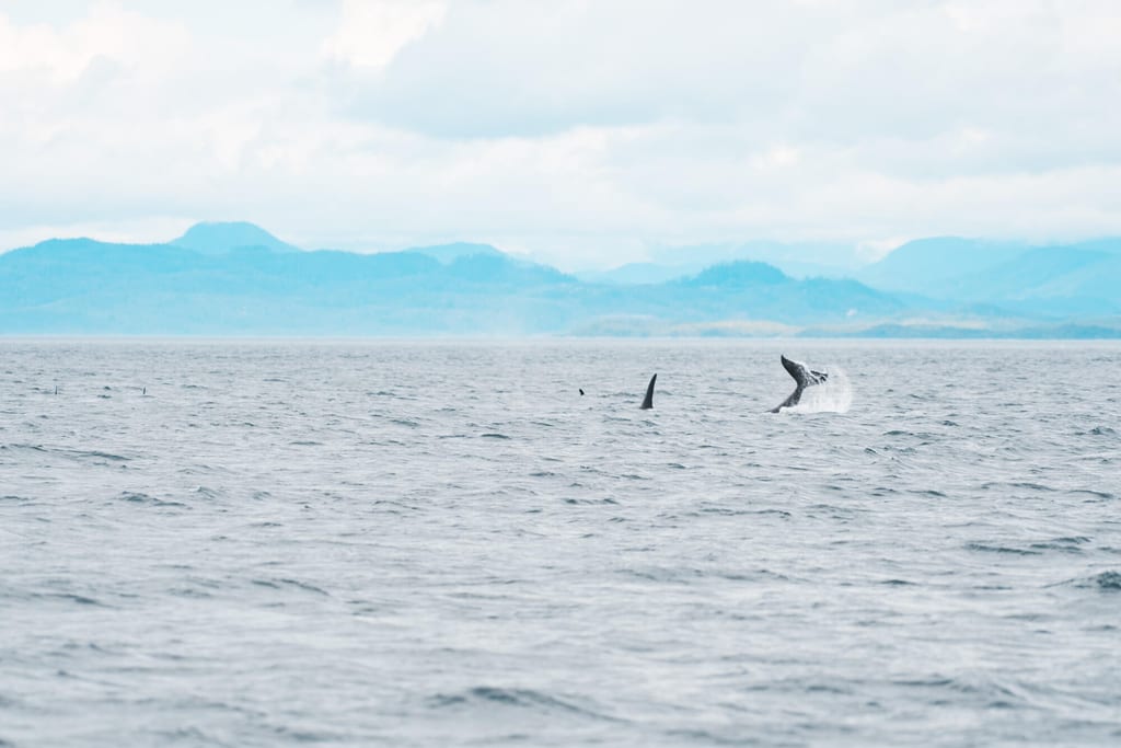 Schwanzflosse eines Orcas