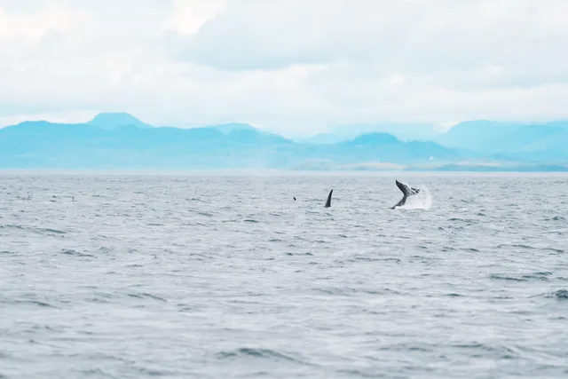 Schwanzflosse eines Orcas