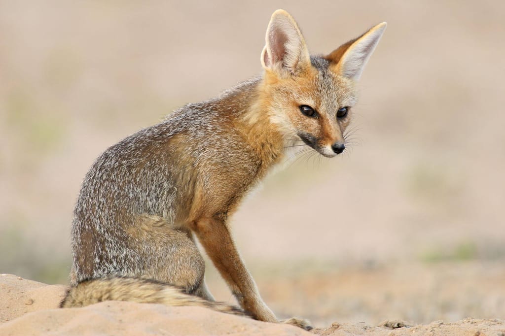 Kapfuchs sitzt auf sandigem Boden, Nahaufnahme bei weichem Tageslicht