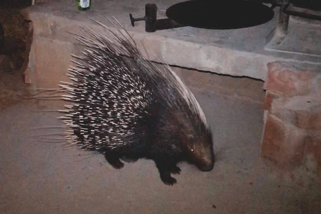 Stachelschwein bei Nacht in Seitenansicht auf Betonboden neben Steinmauer, mit sichtbaren Dornen