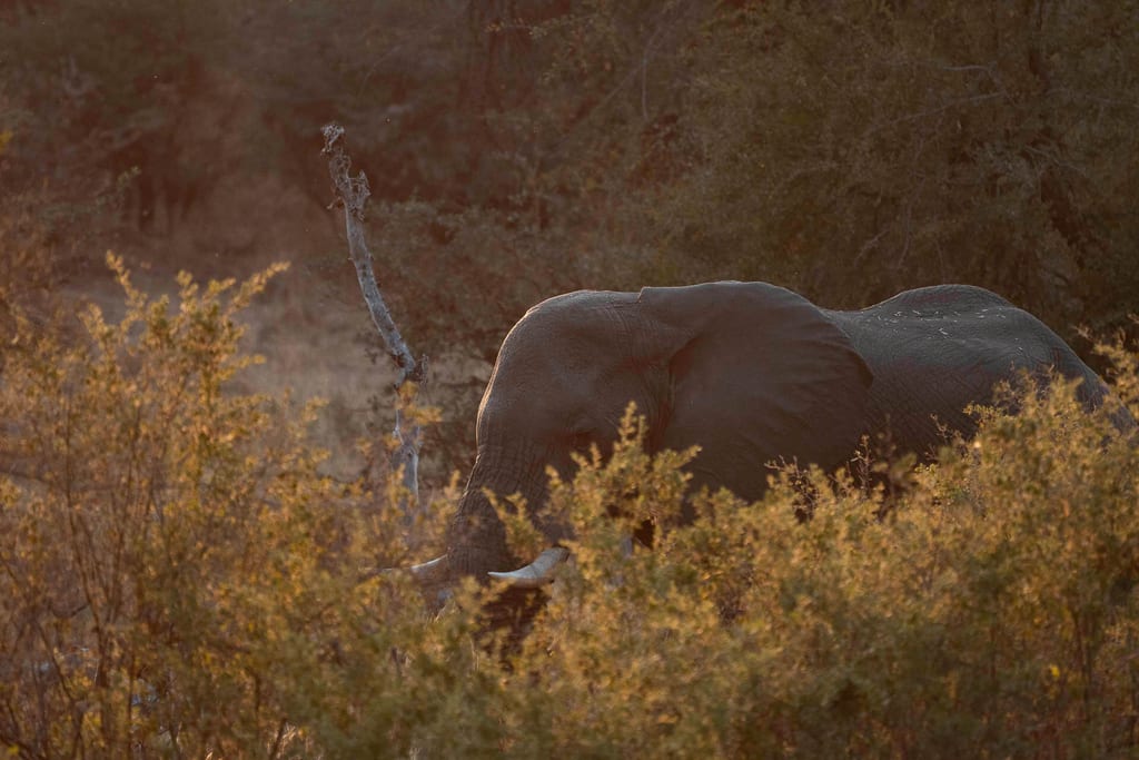 Elefant im Bwabwata Nationalpark