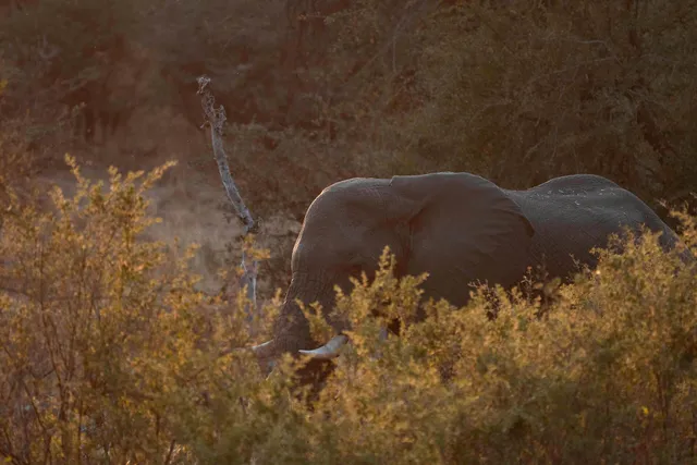 Elefant im Bwabwata Nationalpark