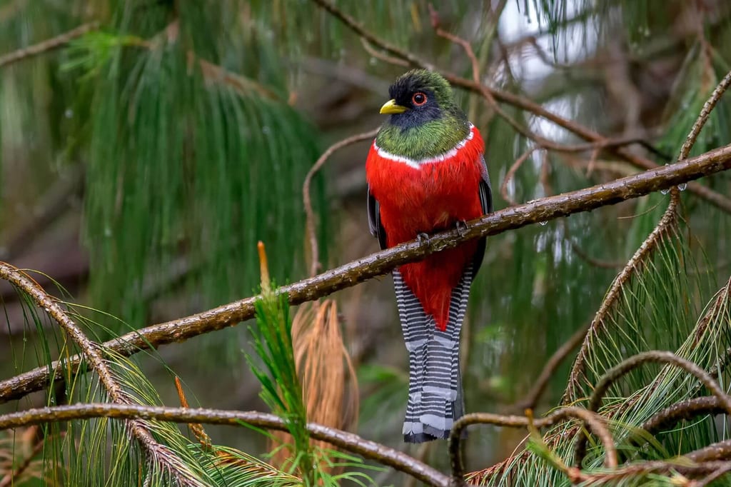 Jungferntrogone sitzt auf nassem Ast im Nadelwald, kräftiges rotes und grünes Gefieder, seitliche Ansicht.