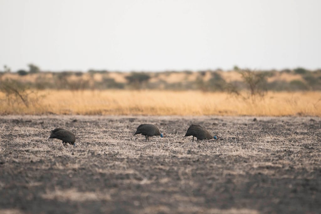 Drei bodenbewohnende Vögel picken auf trockenem Grasland im warmen Abendlicht.