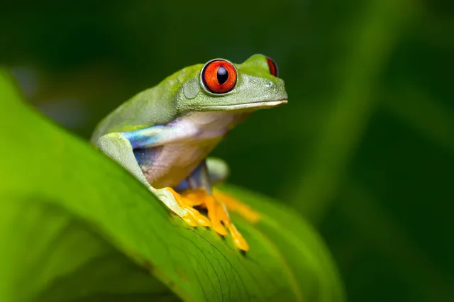 Nahaufnahme eines Rotaugenlaubfroschs mit roten Augen auf grünem Blatt.