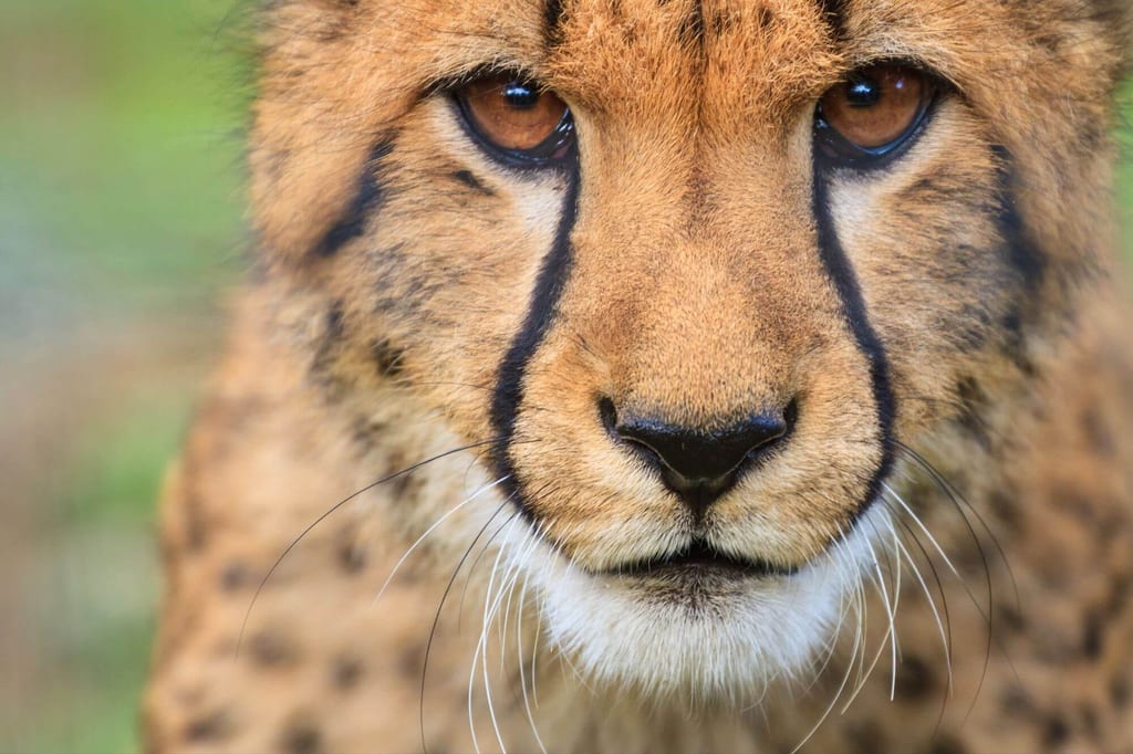 Frontalaufnahme des Gesichts einer Großkatze mit betonten Augen, Nase und warmem geflecktem Fell.