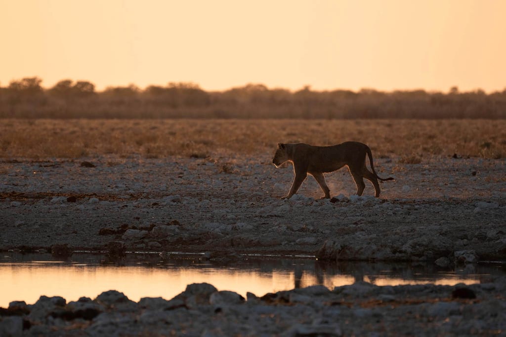 Ein Löwe im Etosha bei Sonnenaufgang