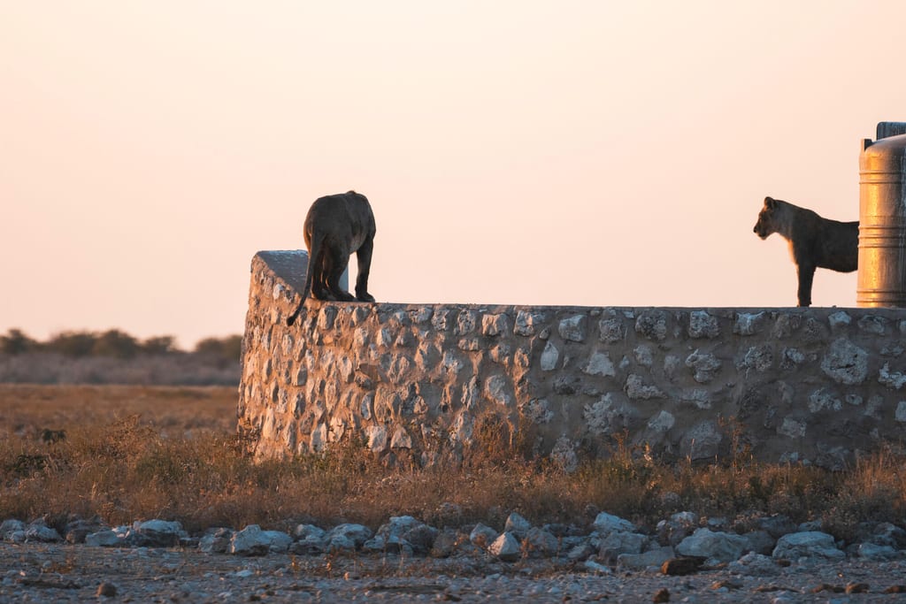 Die Etosha Löwen springen auf eine Mauer